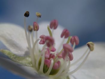 Close-up of cactus flower against sky