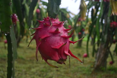 Close-up of pink rose flower