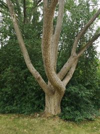 Low angle view of tree trunk in forest