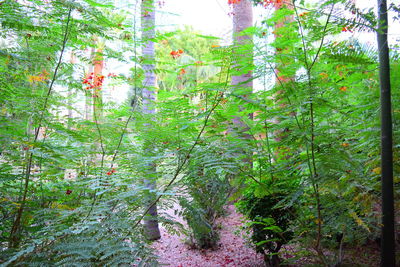 Plants and trees in forest