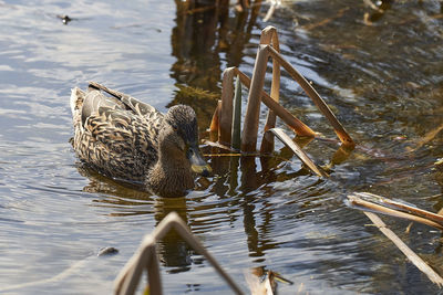 High angle view of duck swimming in lake