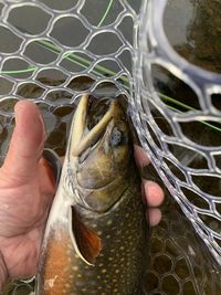 Midsection of person holding fish