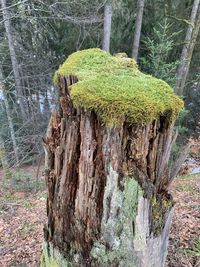 Moss growing on tree trunk in forest