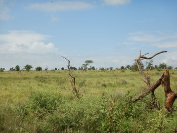 Scenic view of field against sky