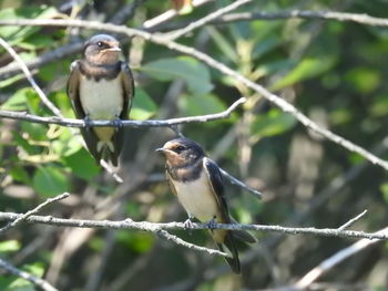 Close-up of birds perching on branch