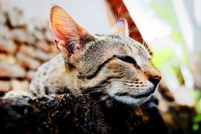 Close-up of cat