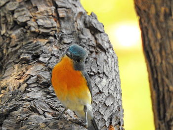 Close-up of bird perching on tree