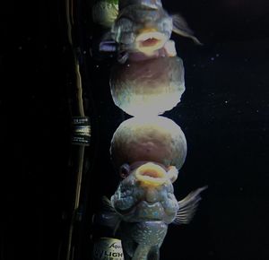 Close-up of jellyfish swimming against black background