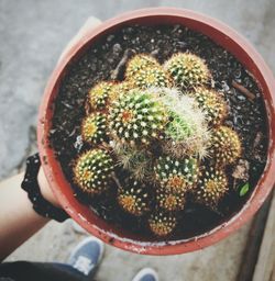 High angle view of cactus in potted plant