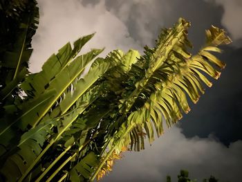 Low angle view of leaves against sky