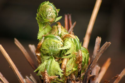 Close-up of fresh green plant