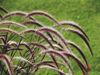 Close-up of plant