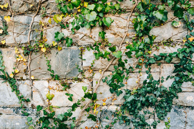 Close-up of ivy on wall