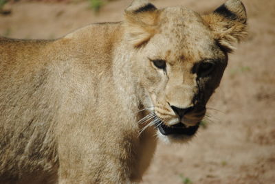 Close-up of a cat