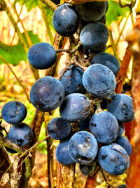 Close-up of grapes