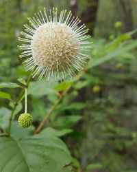 Close-up of dandelion against blurred background