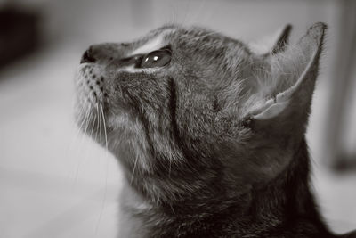 Close-up of cat looking away