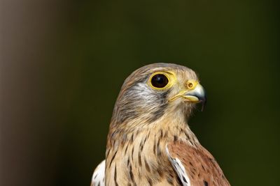 Close-up of a bird looking away