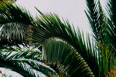 Close-up of palm tree leaves