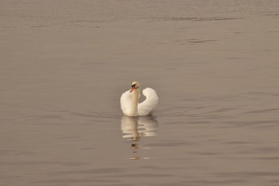 Swan swimming in lake