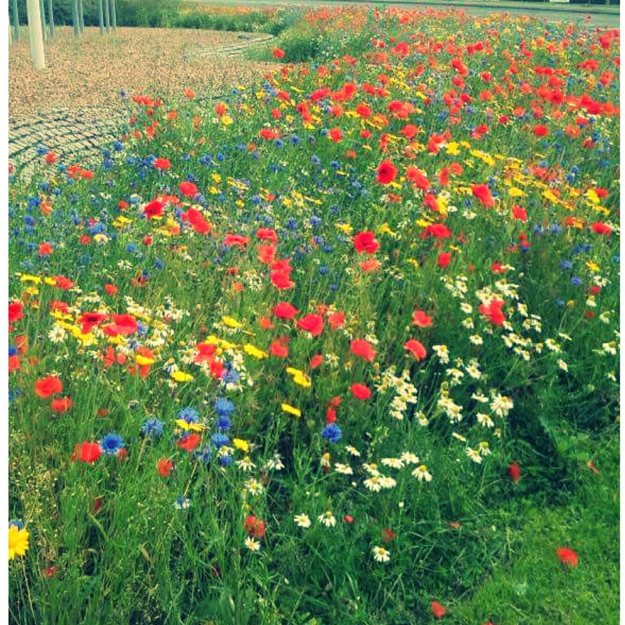 flower, red, grass, growth, field, freshness, beauty in nature, plant, nature, fragility, high angle view, flowerbed, multi colored, abundance, blooming, poppy, green color, day, tulip, transfer print