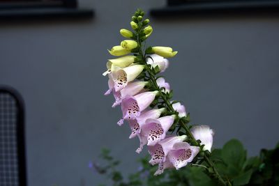 Close-up of pink flowers growing on tree