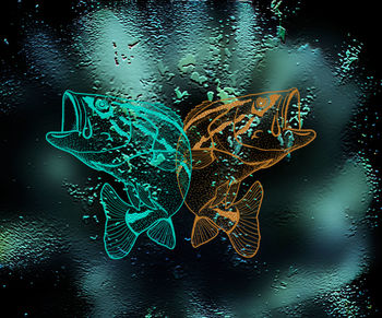 Close-up of jellyfish swimming in water