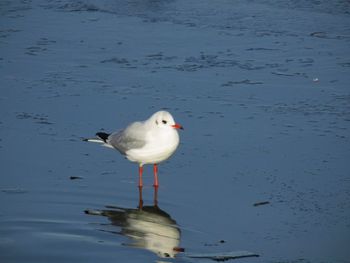 Seagull perching on lake