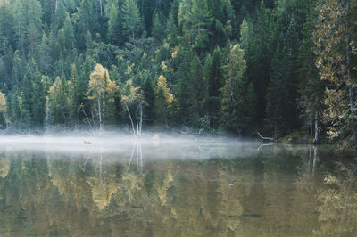 Scenic view of lake by trees in forest