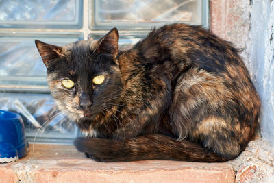 Portrait of a cat