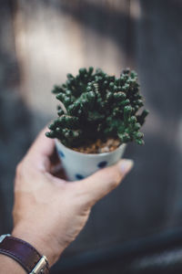 Cropped image of woman hand holding small potted plant outdoors