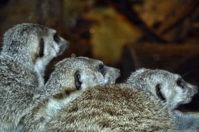 Close-up of sheep resting