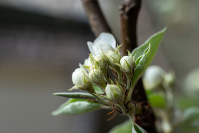 Close-up of plant