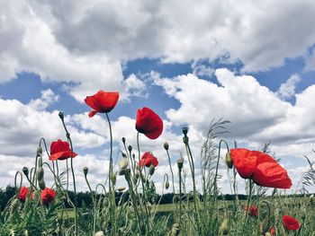 Close-up of red flower blooming in field