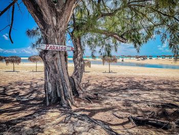 Trees on field at beach