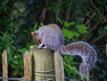 Close-up of squirrel on wood