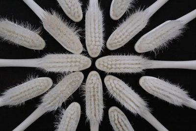 High angle view of white flowering plants