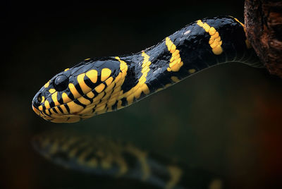 Close-up of a turtle