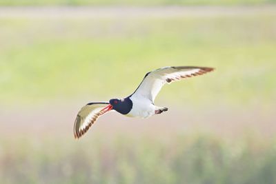 Oystercatcher flying