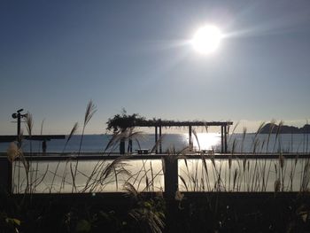 Sun shining through plants against clear sky