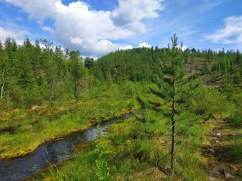Scenic view of forest against sky
