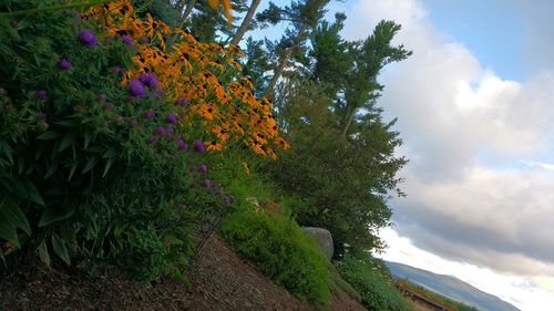 Scenic view of trees against sky