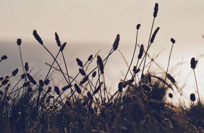 Close-up of plants growing on field against sky