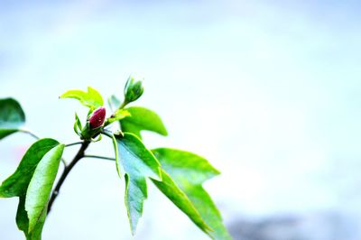 Close-up of plant against sky