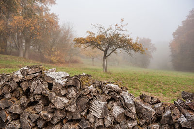 Trees on rocks in field against sky