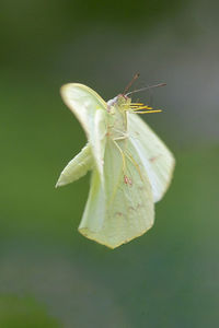 Close-up of insect on flower