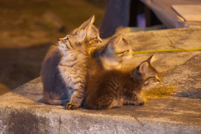 Cat looking away