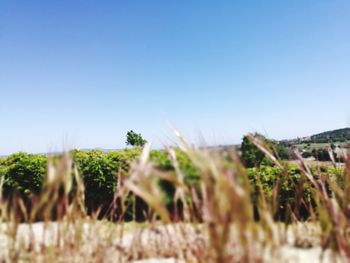 Close-up of plants growing on field against clear sky