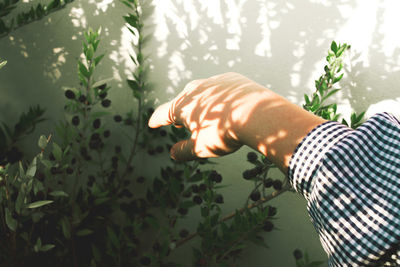 Cropped hand of woman pointing towards plants