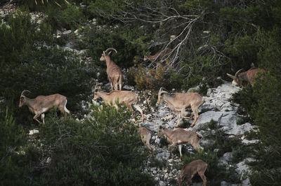 Herd of barbary sheep climbing on rocky mountainside with bushes and shrubs at daytime